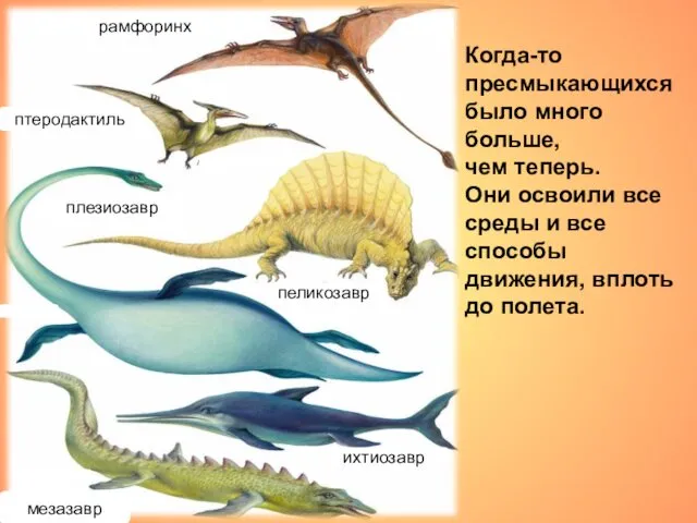 Когда-то пресмыкающихся было много больше, чем теперь. Они освоили все среды