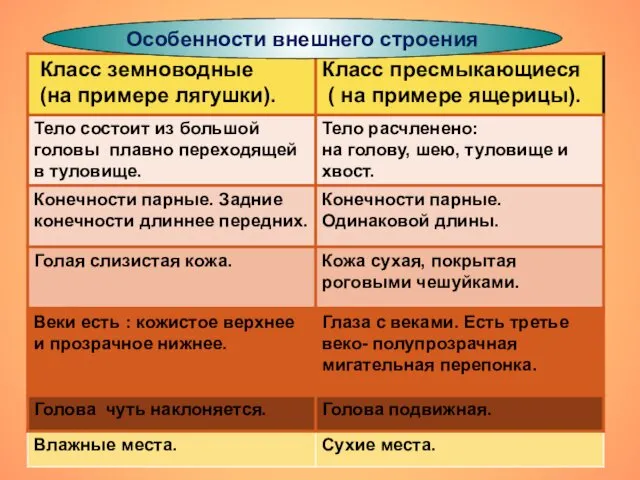 Особенности внешнего строения