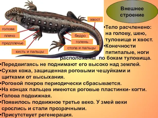 Внешнее строение Тело расчленено: на голову, шею, туловище и хвост. Конечности