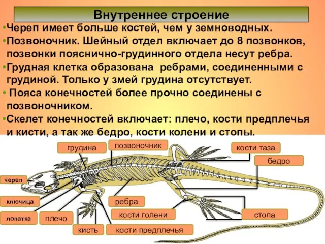 Череп имеет больше костей, чем у земноводных. Позвоночник. Шейный отдел включает