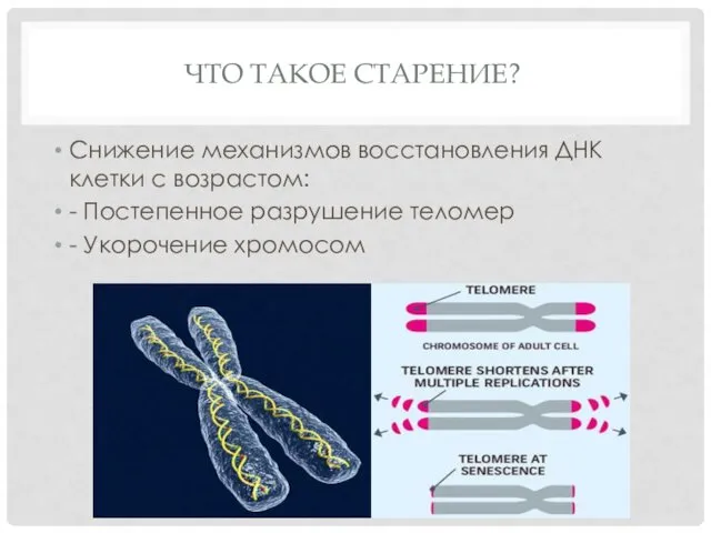 ЧТО ТАКОЕ СТАРЕНИЕ? Снижение механизмов восстановления ДНК клетки с возрастом: -