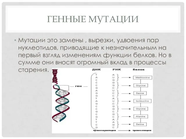 ГЕННЫЕ МУТАЦИИ Мутации это замены , вырезки, удвоения пар нуклеотидов, приводящие