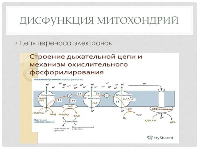 ДИСФУНКЦИЯ МИТОХОНДРИЙ Цепь переноса электронов