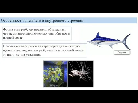 Особенности внешнего и внутреннего строения Форма тела рыб, как пра­ви­ло, об­те­ка­е­мая;