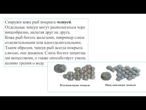 Сна­ру­жи кожа рыб по­кры­та че­шу­ей. От­дель­ные чешуи могут рас­по­ла­гать­ся че­ре­пи­це­об­раз­но, на­ле­гая