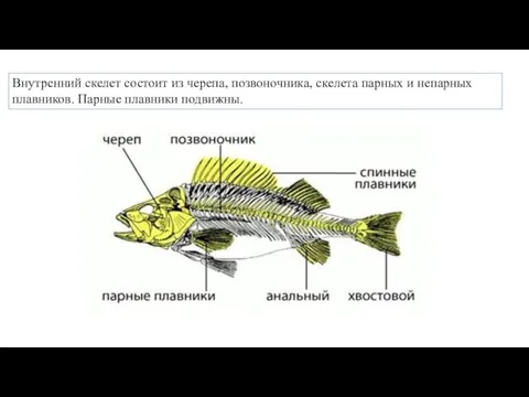 Внут­рен­ний ске­лет со­сто­ит из че­ре­па, по­зво­ноч­ни­ка, ске­ле­та пар­ных и непар­ных плав­ни­ков. Пар­ные плав­ни­ки по­движ­ны.