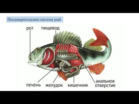 Пи­ще­ва­ри­тель­ная си­сте­ма рыб