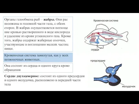 Ор­га­ны га­зо­об­ме­на рыб – жабры. Они рас­по­ло­же­ны в го­лов­ной части тела,