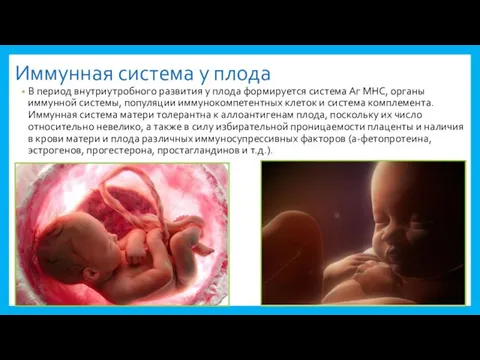 Иммунная система у плода В период внутриутробного развития у плода формируется