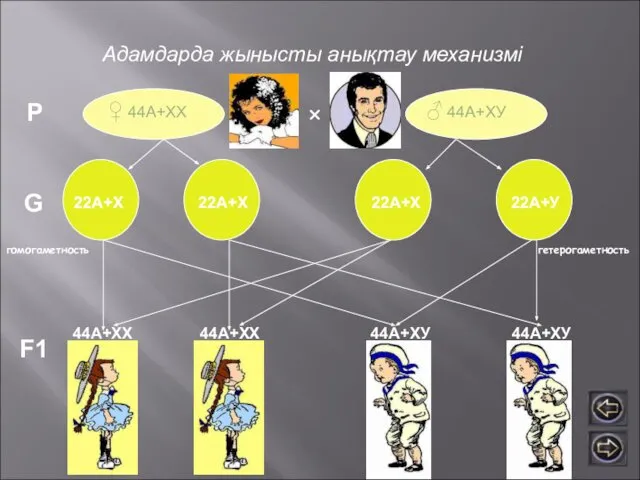 Адамдарда жынысты анықтау механизмі ♀ 44А+ХХ ♂ 44А+ХУ × Р G