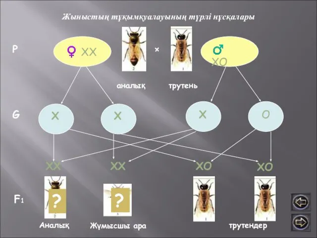 Жыныстың тұқымқуалауының түрлі нұсқалары ♀ ХХ ♂ ХО аналық трутень Р