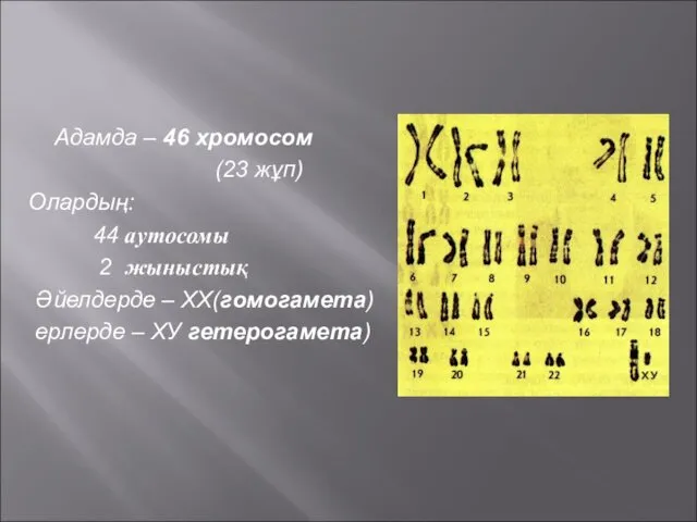 Адамда – 46 хромосом (23 жұп) Олардың: 44 аутосомы 2 жыныстық