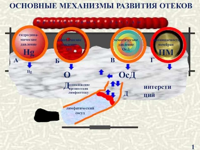 направление тока лимфы к р о в е н о с