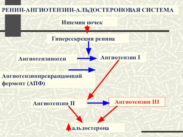 Ишемия почек Гиперсекреция ренина Ангиотензиноген Ангиотензин I Ангиотензин II Ангиотензин III