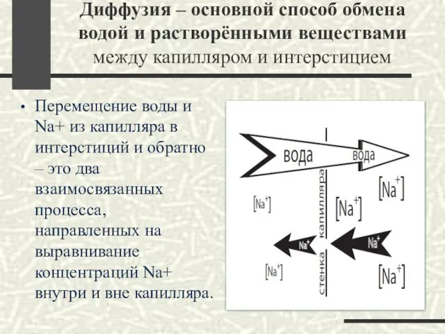 Диффузия – основной способ обмена водой и растворёнными веществами между капилляром