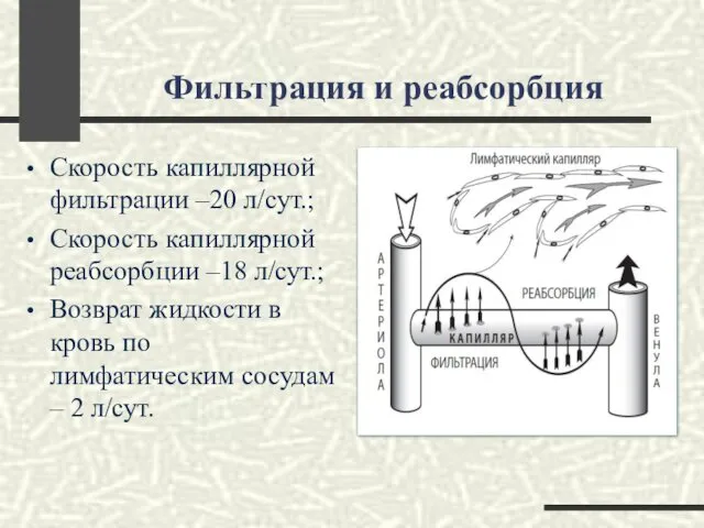 Фильтрация и реабсорбция Скорость капиллярной фильтрации –20 л/сут.; Скорость капиллярной реабсорбции