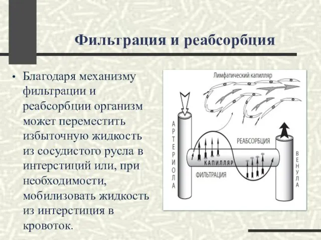 Фильтрация и реабсорбция Благодаря механизму фильтрации и реабсорбции организм может переместить