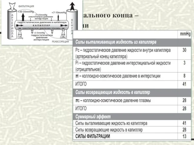 у артериального конца – силы фильтрации