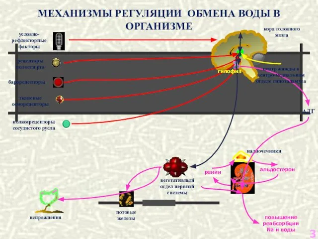 МЕХАНИЗМЫ РЕГУЛЯЦИИ ОБМЕНА ВОДЫ В ОРГАНИЗМЕ кора головного мозга надпочечники почки