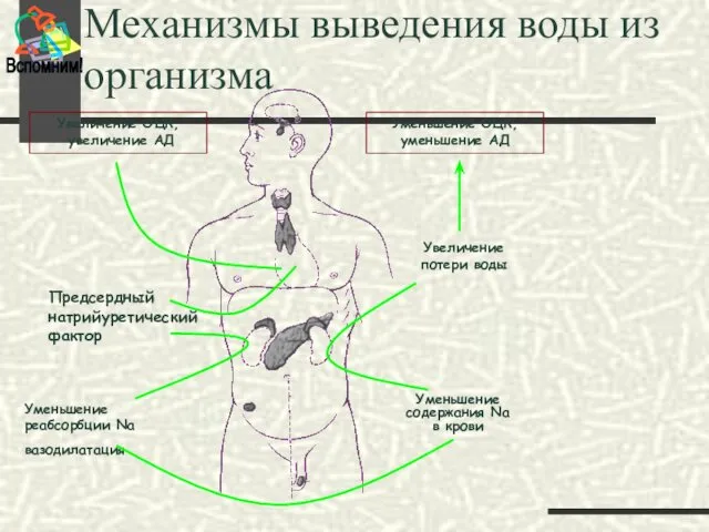 Механизмы выведения воды из организма Уменьшение ОЦК, уменьшение АД Предсердный натрийуретический