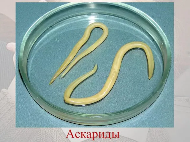 Аскариды