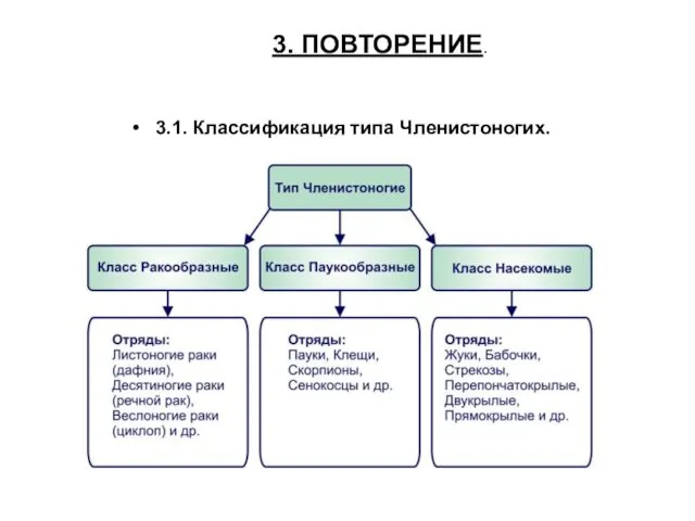 3. ПОВТОРЕНИЕ. 3.1. Классификация типа Членистоногих.