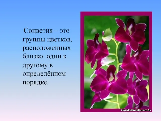 Соцветия – это группы цветков, расположенных близко один к другому в определённом порядке.