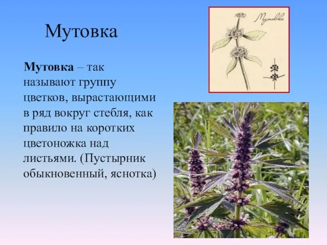 Мутовка Мутовка – так называют группу цветков, вырастающими в ряд вокруг