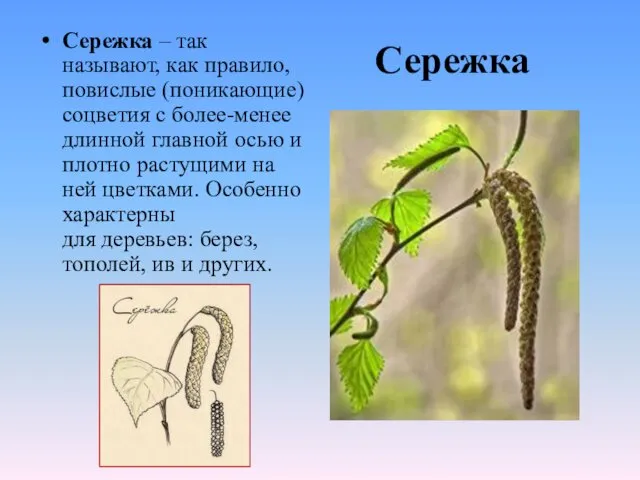 Сережка Сережка – так называют, как правило, повислые (поникающие) соцветия с