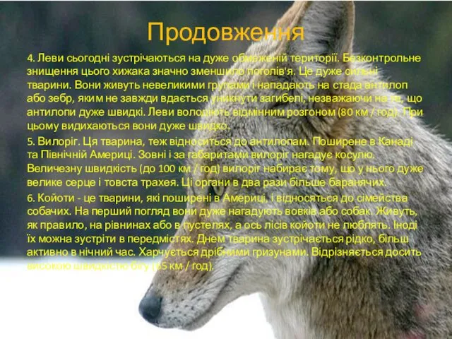 Продовження 4. Леви сьогодні зустрічаються на дуже обмеженій території. Безконтрольне знищення