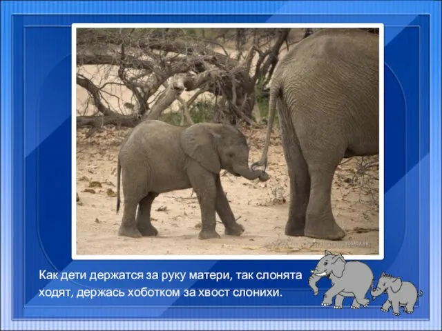 Как дети держатся за руку матери, так слонята ходят, держась хоботком за хвост слонихи.