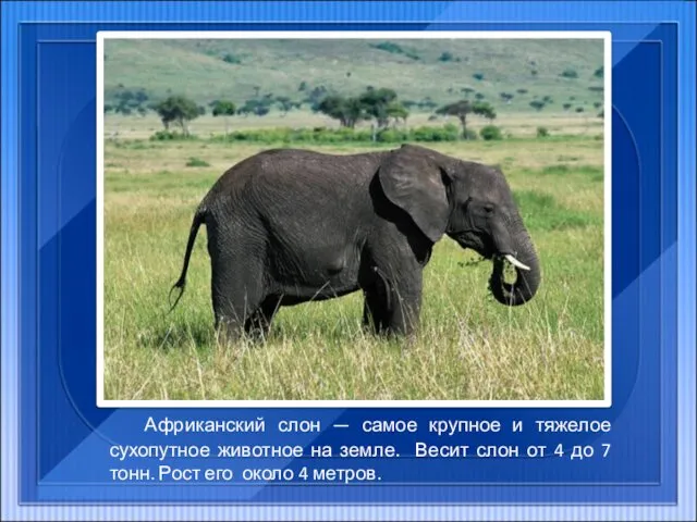 Африканский слон — самое крупное и тяжелое сухопутное животное на земле.