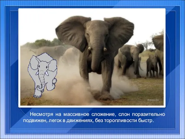 Несмотря на массивное сложение, слон поразительно подвижен, легок в движениях, без торопливости быстр.