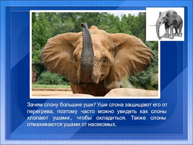 Зачем слону большие уши? Уши слона защищают его от перегрева, поэтому