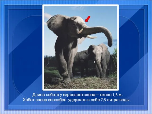 Длина хобота у взрослого слона— около 1,5 м. Хобот слона способен