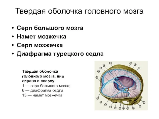 Твердая оболочка головного мозга Серп большого мозга Намет мозжечка Серп мозжечка