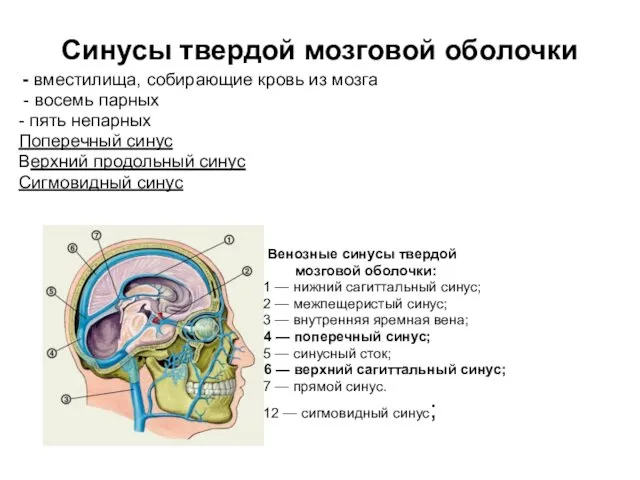 Синусы твердой мозговой оболочки - вместилища, собирающие кровь из мозга -