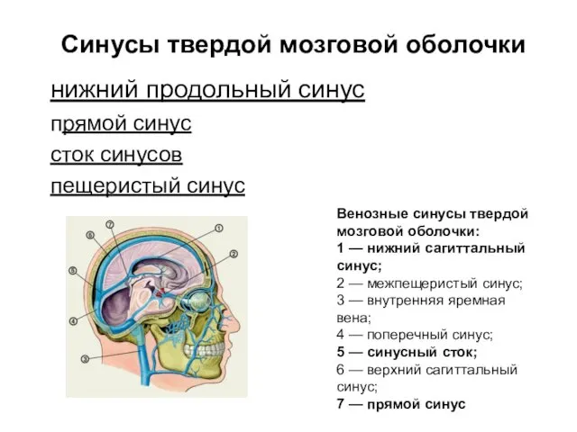 нижний продольный синус прямой синус сток синусов пещеристый синус Венозные синусы