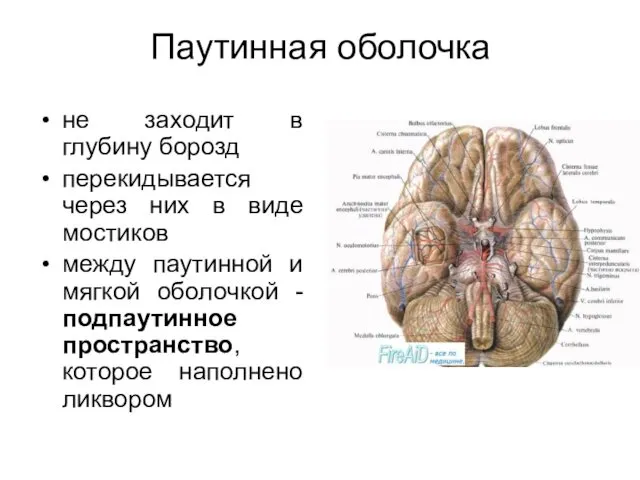 Паутинная оболочка не заходит в глубину борозд перекидывается через них в