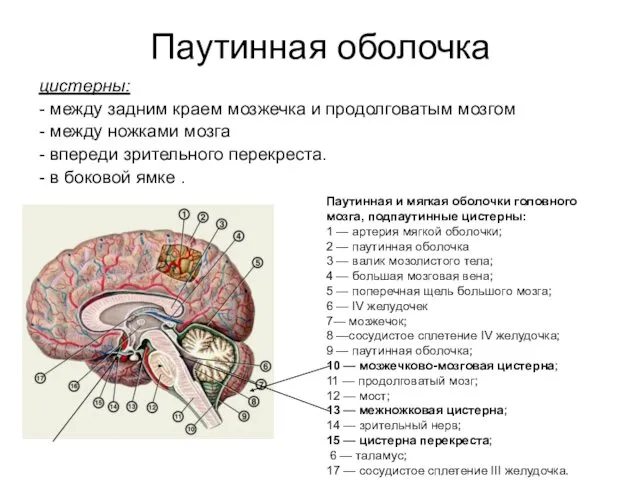 Паутинная и мягкая оболочки головного мозга, подпаутинные цистерны: 1 — артерия