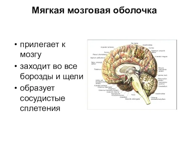 Мягкая мозговая оболочка прилегает к мозгу заходит во все борозды и щели образует сосудистые сплетения