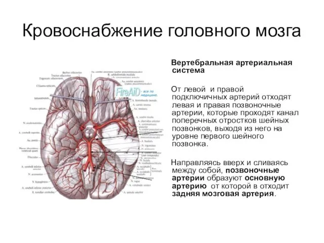 Вертебральная артериальная система От левой и правой подключичных артерий отходят левая