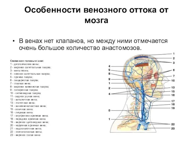 Особенности венозного оттока от мозга В венах нет клапанов, но между