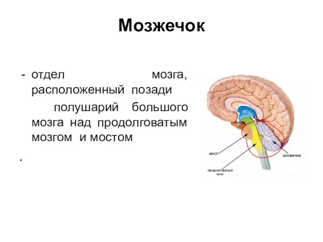 отдел мозга, расположенный позади полушарий большого мозга над продолговатым мозгом и мостом . Мозжечок