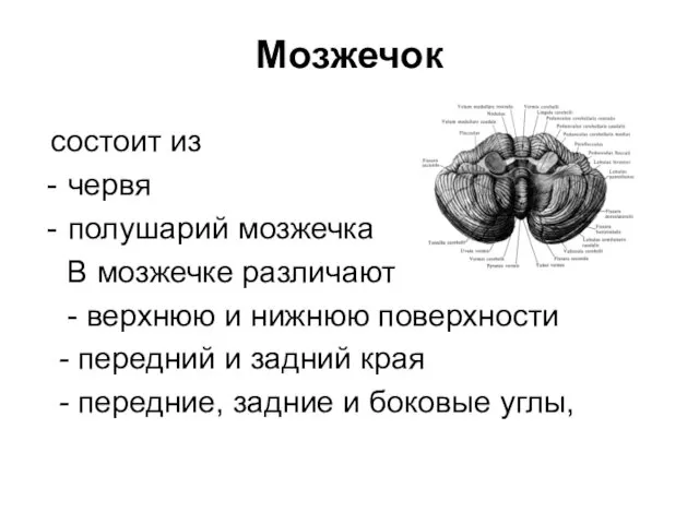 состоит из червя полушарий мозжечка В мозжечке различают - верхнюю и