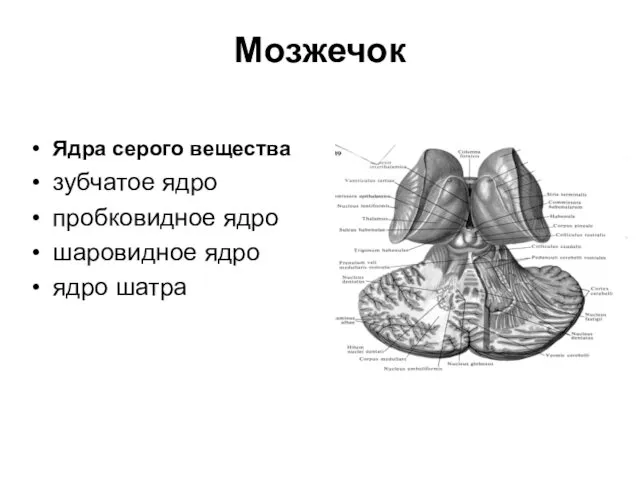 Ядра серого вещества зубчатое ядро пробковидное ядро шаровидное ядро ядро шатра Мозжечок