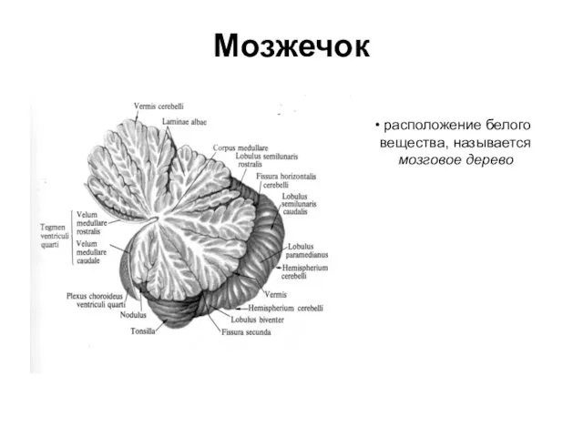 Мозжечок расположение белого вещества, называется мозговое дерево