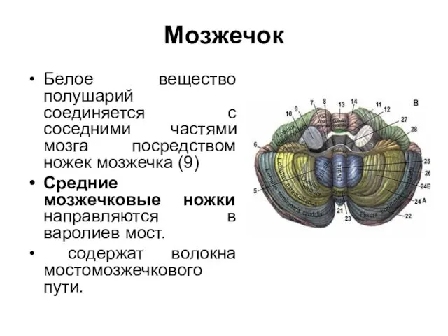 Белое вещество полушарий соединяется с соседними частями мозга посредством ножек мозжечка