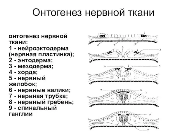 Онтогенез нервной ткани онтогенез нервной ткани: 1 - нейроэктодерма (нервная пластинка);