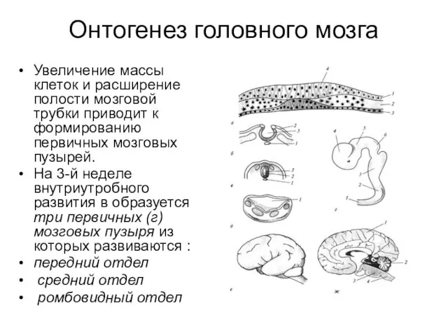 Онтогенез головного мозга Увеличение массы клеток и расширение полости мозговой трубки